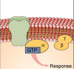 <p>What step of the G Protein Coupled Receptors Cycle is this?</p>