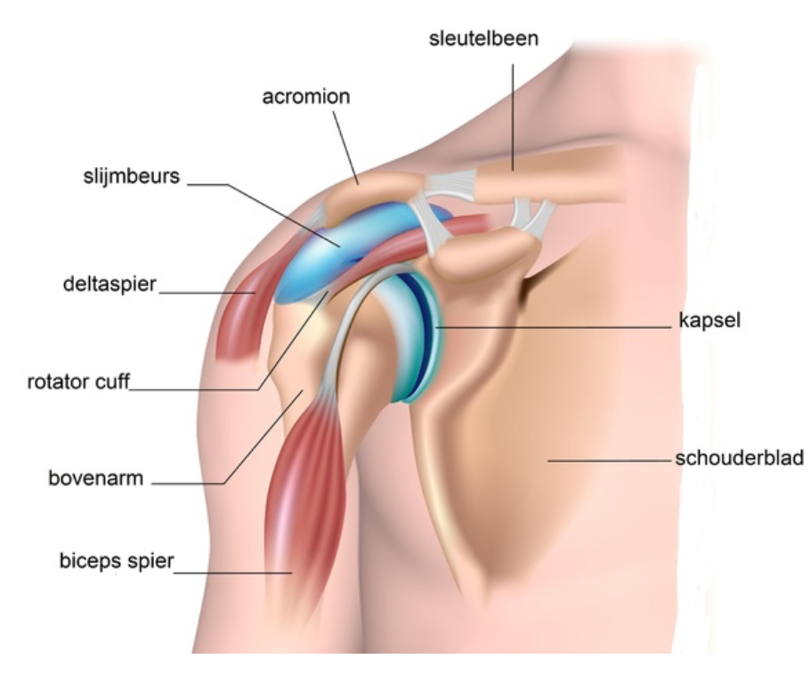 <p>Waaran geeft de deltaspier zijn hechting?</p><p>( spier in schouder)</p>