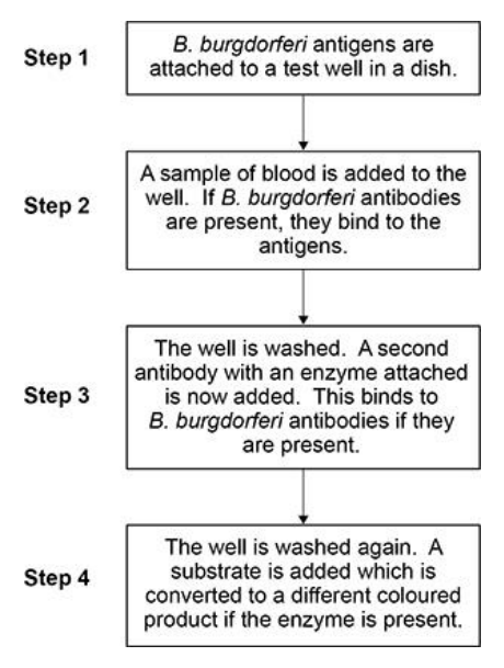 <p>Lyme disease is most frequently caused by the bacterium Borrelia burgdorferi. Lyme disease can be difficult to diagnose. The figure below shows an ELISA test that is used to find out if a person has antibodies to B. burgdorferi.</p><p>A false positive can be produced if a person has been infected by another bacterium that causes a disease called syphilis.</p><p> Suggest why. (1) </p>