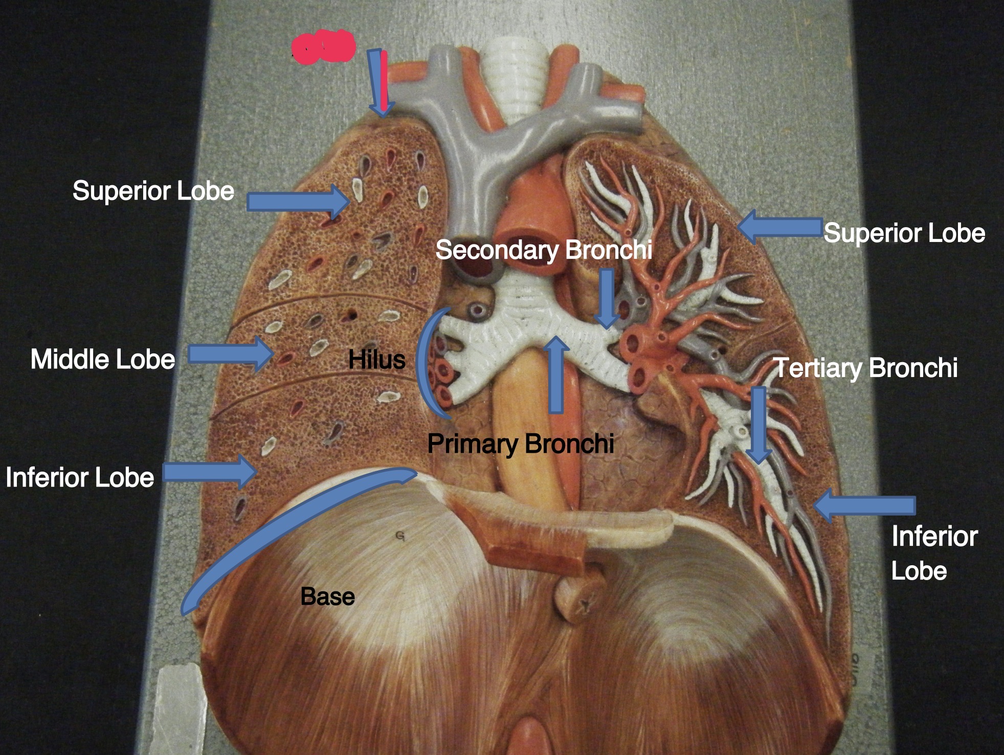 knowt flashcard image