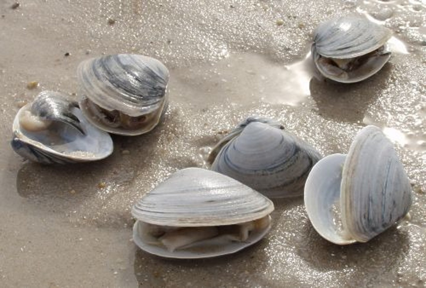 <p>have 2 shells</p>