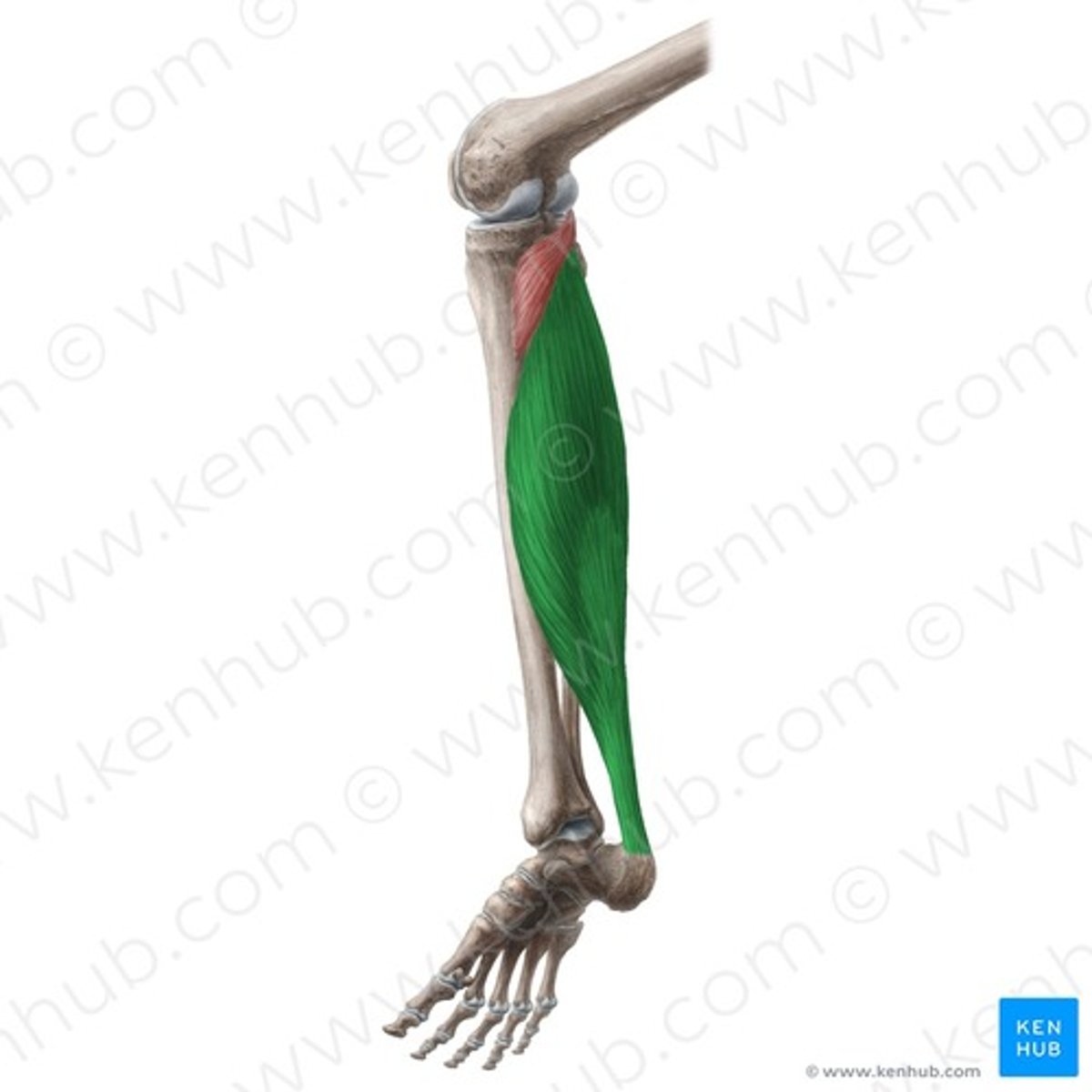 <p>- loopt niet over kniegewricht - diep van M. gastrocnemius</p><p>O: caput fibulae, facies posterior fibulae</p><p>linea m. solei op tibia</p><p>Een boog ontstaat = arcus tendineus musculi solei</p><p>I: Achillespees: tuber calcaneum</p><p>W:</p><p>- rechtopstaan: tonus van deze spier verzet zich tegen naar ventraal flecteren van het onderbeen (excentrische werking)</p><p>- gaan: plantair flexie van de enkel</p><p>- M. triceps surae (in geheel)= plantair flexie van de voet in enkelgewricht (en werkt ondersteunend voor inversie)</p><p>hiel van grond opheffen bij gaan, lopen, op tenen staan</p><p>Inn: N. tibialis (S1-S2)</p>