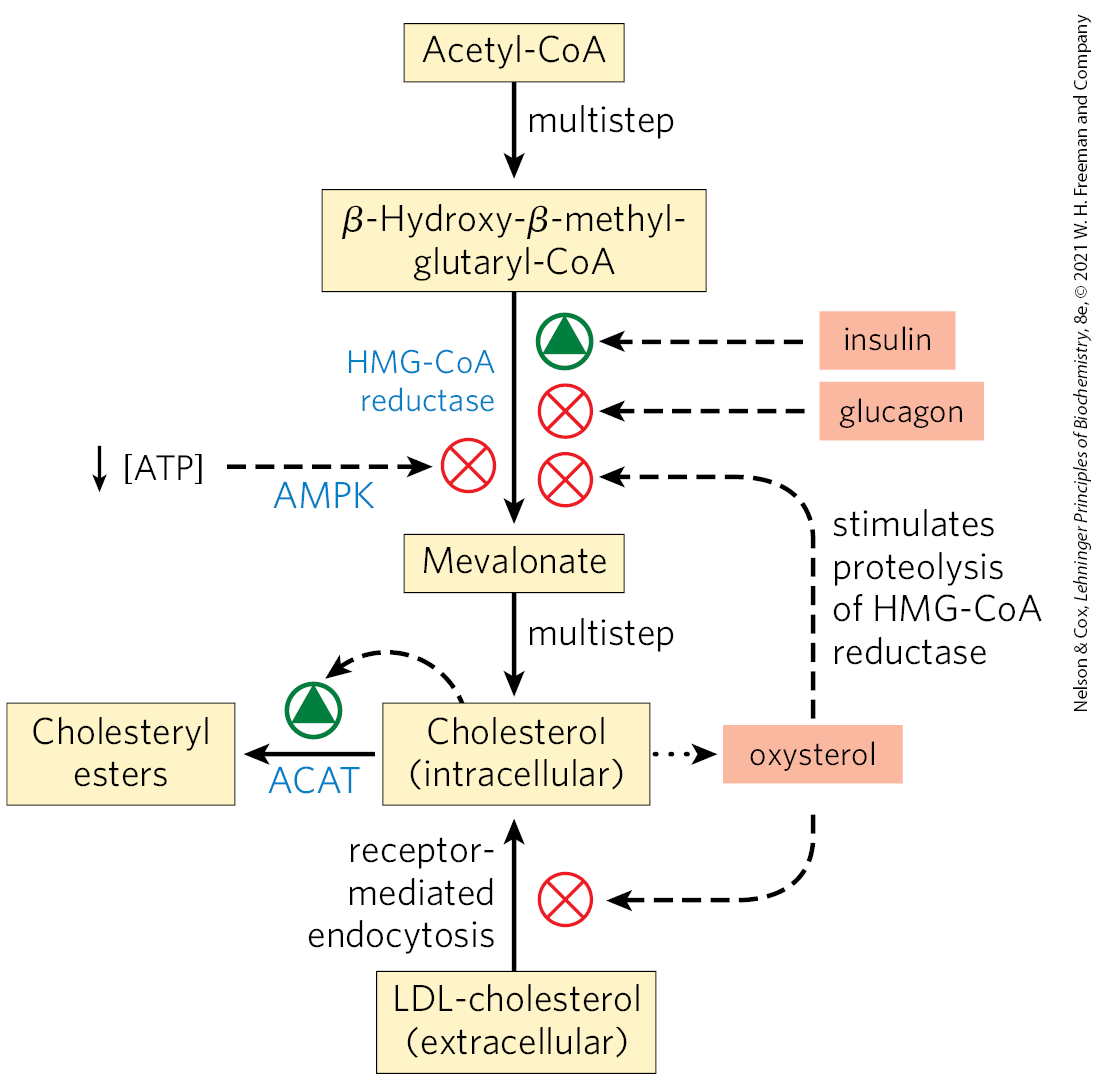 <p>Minute to minute</p><ul><li><p>short term regulation of existing HMG-CoA reductase activity is accomplished by reversible covalent alteration</p></li><li><p>phosphorylation by the AMP-dependent protein kinase (AMPK), which senses high AMP conc. (low ATP conc.)</p></li><li><p>thus when ATP levels drop, the synthesis of cholesterol slows and catabolic pathways for the generation of ATP are stimulated</p></li><li><p>hormones also act on HMG-CoA: glucagon stimulates its phosphorylation (inactivation), insulin promotes dephosphorylation (activation, favoring cholesterol synthesis)</p></li><li><p>high intracellular concs. of cholesterol reduce transcription of the genes encoding HMG-CoA reductase and promote its proteolytic degradation.</p></li></ul><p></p>