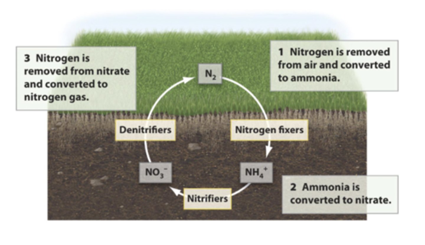 <p>-Nitrogen is a critical component of proteins, nucleic acids, and other cellular constituents and is required in large amounts by living organisms</p><p>-N2 makes up nearly 79% of Earth's atmosphere, but the nitrogen in N2 is unavailable for use by most organisms</p><p>-Nitrogen from N2 must be "fixed" or converted to ammonium ions (NH4+) through the nitrogen cycle</p>