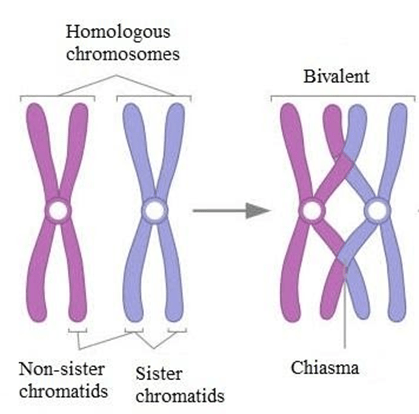 <p>What does Bivalent mean?</p>