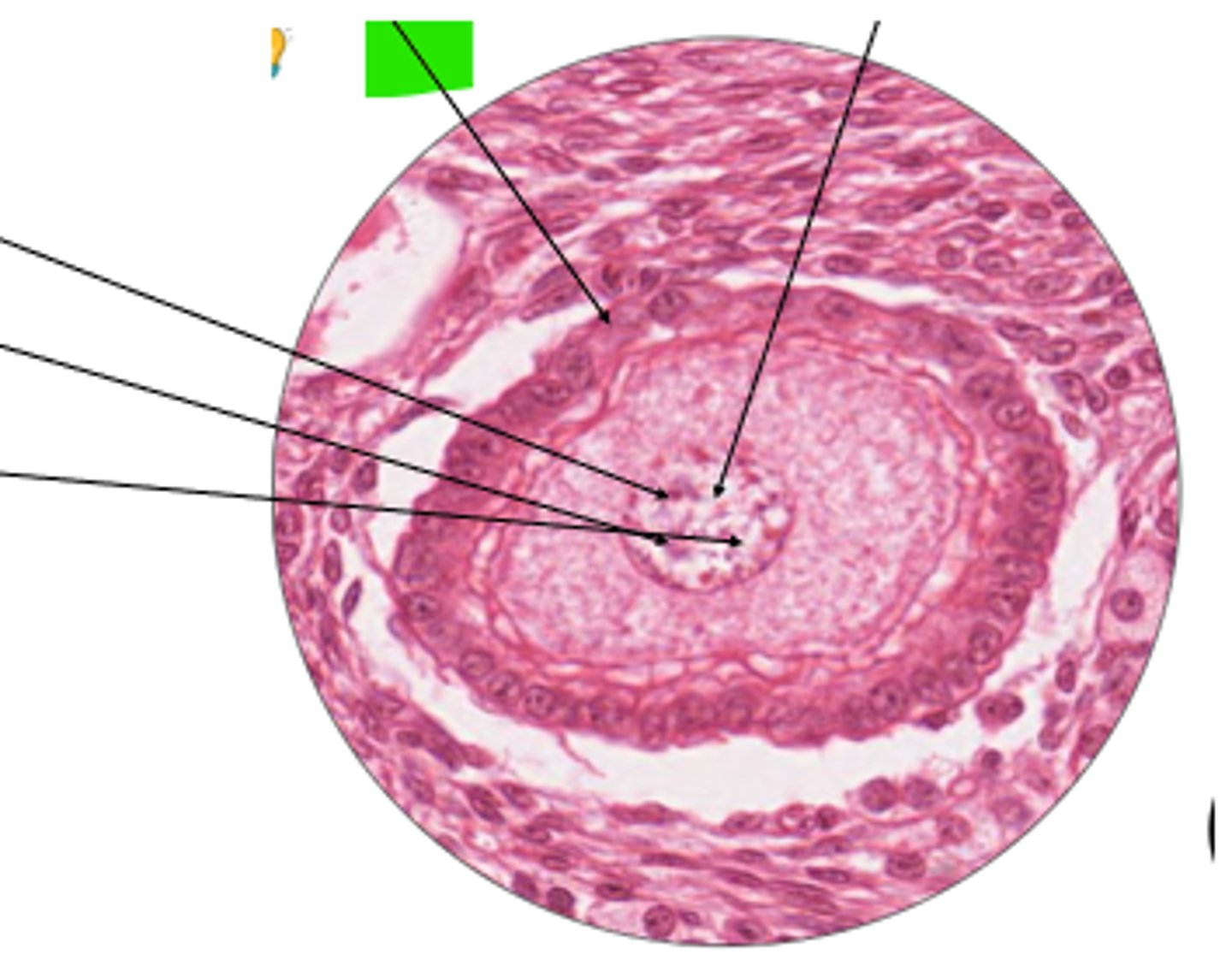<p>cell and organ?</p>