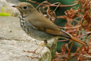 <p>Catharus guttatus</p>