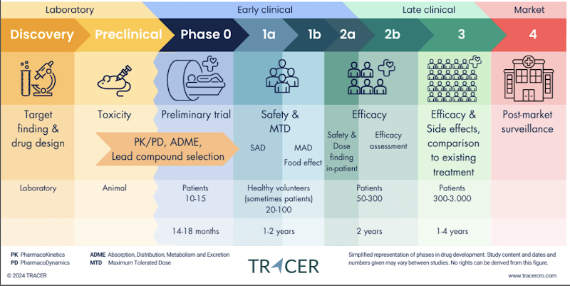 <ul><li><p><span><span>Target validation: find a molecule (e.g., antibody, small drug) that can block or stimulate a receptor/pathway.</span></span></p></li><li><p><span><span>Preclinical (animals) &amp; Phase 0: early pharmacokinetics (how drug moves through body).</span></span></p></li><li><p><span><span>Phase 1: give drug to healthy volunteers, mainly to check safety and toxicity. Some pharmacokinetics is measured too (how long it lasts, how it’s distributed).</span></span></p></li></ul><p></p>