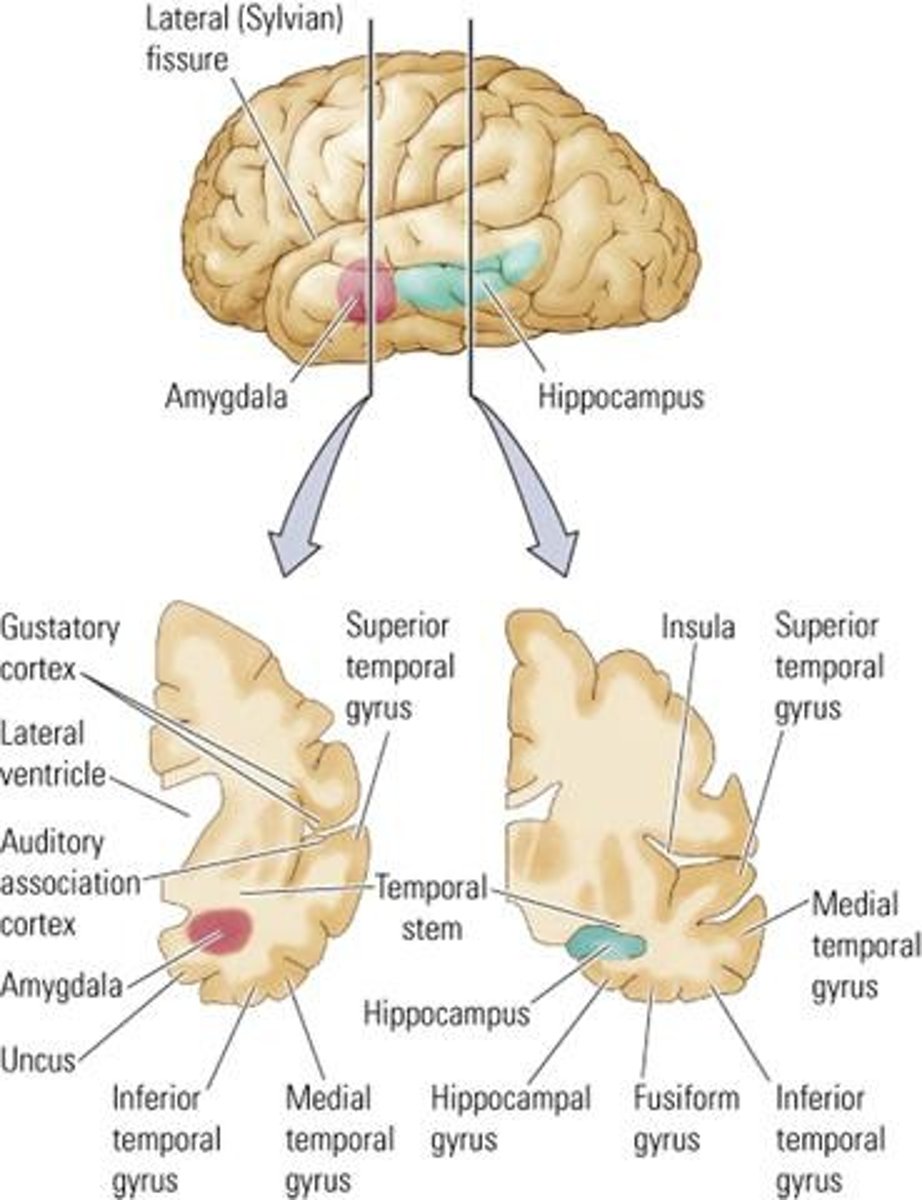 <p>Key structure for emotional processing and memory.</p>