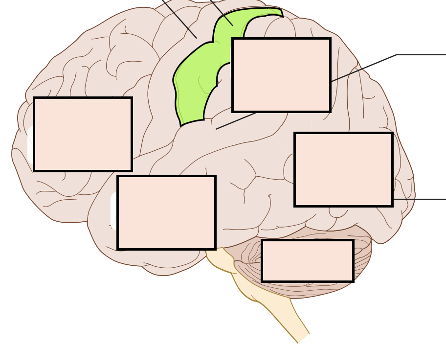 processes sensations from the skin nd internal organs on the opposite side of the body (that is, the right hemisphere's sensory cortex processes skin/organ information from the body's left side)