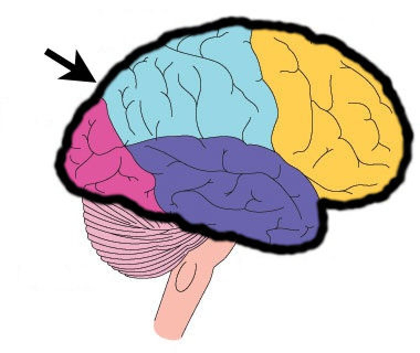 <p>wrinkled, gray covering of the brain that accounts for 80% of brain weight is responsible for complex processing of information, planning, learning, memory storage, etc.</p>