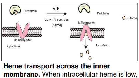<p>What is this?</p><p>-Transports <strong>heme</strong> across <strong>Inner Membrane</strong></p><p>-Transfers <strong>heme </strong>from <strong>periplasm </strong>→ <strong>cytoplasm </strong>via <strong>conformational change</strong></p>
