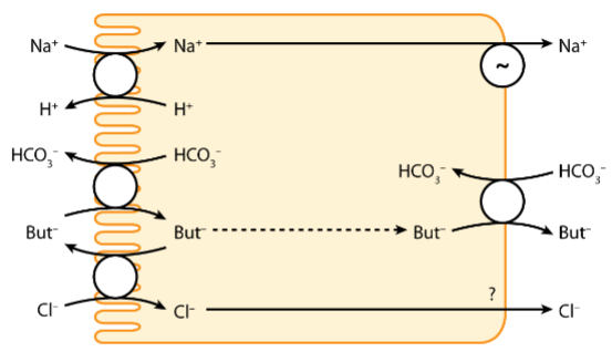 <p>It is absorbed through ion channels</p>