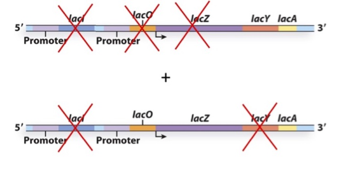 <p>You create the following merodiploid bacterium and culture it in the absence of lactose. What gene(s) will be expressed?</p><p><span>a) LacZ, LacY and LacA </span></p><p><span>b) LacY and LacA</span></p><p><span>c) LacZ and LacA</span></p><p><span>d) LacZ</span></p><p><span>e) None</span></p>