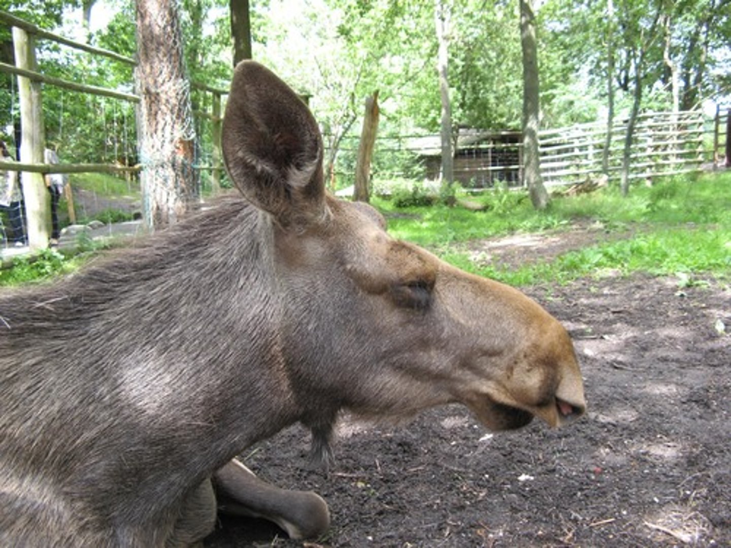 <p>en älg</p>