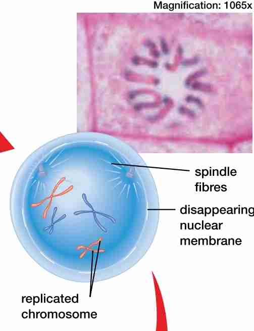 <ul><li><p>nuclear membrane dissolves</p></li><li><p>chromatin condenses into chromosome, each w/ 2 sister chromatinds attached by a centomere</p></li><li><p>spindle fibers &amp; centrioles assemble</p></li><li><p>centrioles move to the poles of the cell</p></li><li><p>2x2n</p></li></ul>