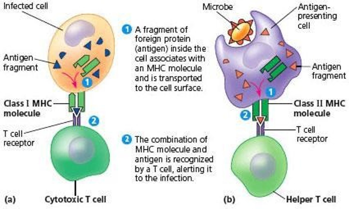<p>On the T cell surface contact antigens, causing the T cells to secrete cytokines instead of antibodies</p>