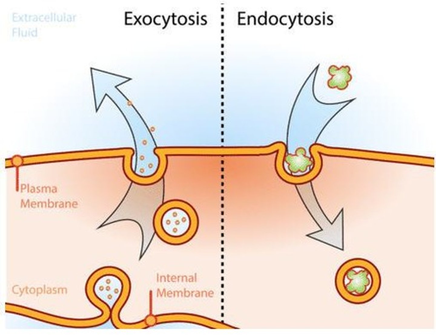 <p>Process where a cell engulfs materials into vesicles for transport into the cell.</p>