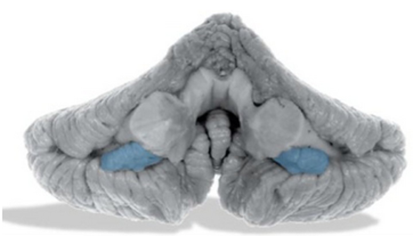 <p>What are these blue areas of the cerebellum called?</p>
