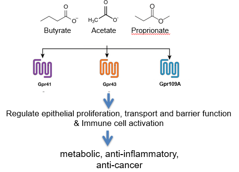 <p>colonic microbes are important in digestion of fiber to SCFAs - provides an important energy source for epithelial cells</p><p>SCFAs also have important roles in regulating our physiology</p>