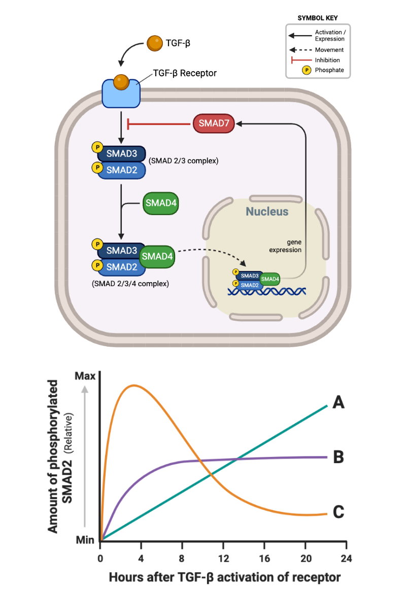 <p>Which relationship describes the effect of negative feedback on the phosphorylation of SMAD2?&nbsp;</p><ul><li><p><span>a. Relationship A</span></p></li><li><p><span>b. Relationship B</span></p></li><li><p><span>c. Relationship C</span></p></li></ul><p></p>