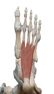 <p>Court fléchisseur des orteils</p>