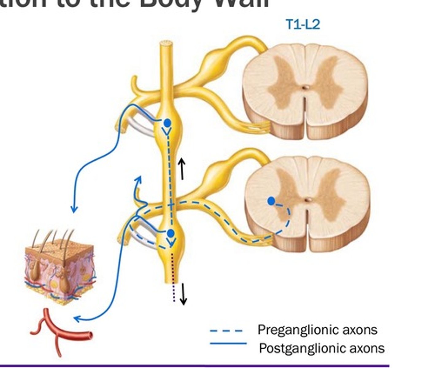 <p>Ventral root</p><p>Spinal Nerve</p><p>Ventral ramus</p><p>White ramus communicans</p><p>sympathetic chain ganglion</p><p>Stay at same level, ascend or descend.</p>