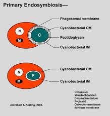 <ul><li><p>primary endosymbiosis: eukaryote engulfs a proteobacteria, which becomes the mitchondria</p></li><li><p>results in two membranes</p></li><li><p>evolved only once</p><p></p></li></ul><p></p>