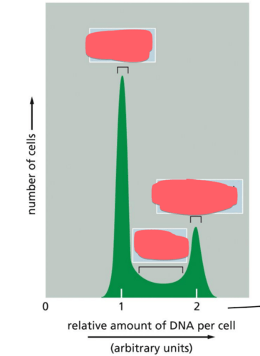 <p>How are flow cytometry results interpreted?</p>