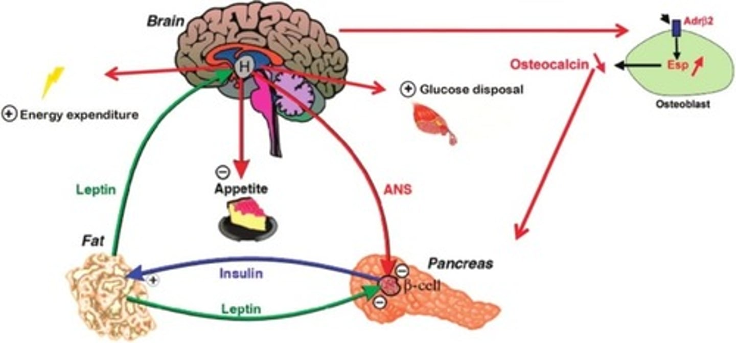<p>When Billy was hungry, there was no insulin acting on and inhibiting the receptors at his hypothalamus.</p><p>Then Billy ate candy bars, which are high in glucose, he began to feel full because insulin began inhibiting these receptors, telling the Hypothalamus that there is no more need for eating.</p>