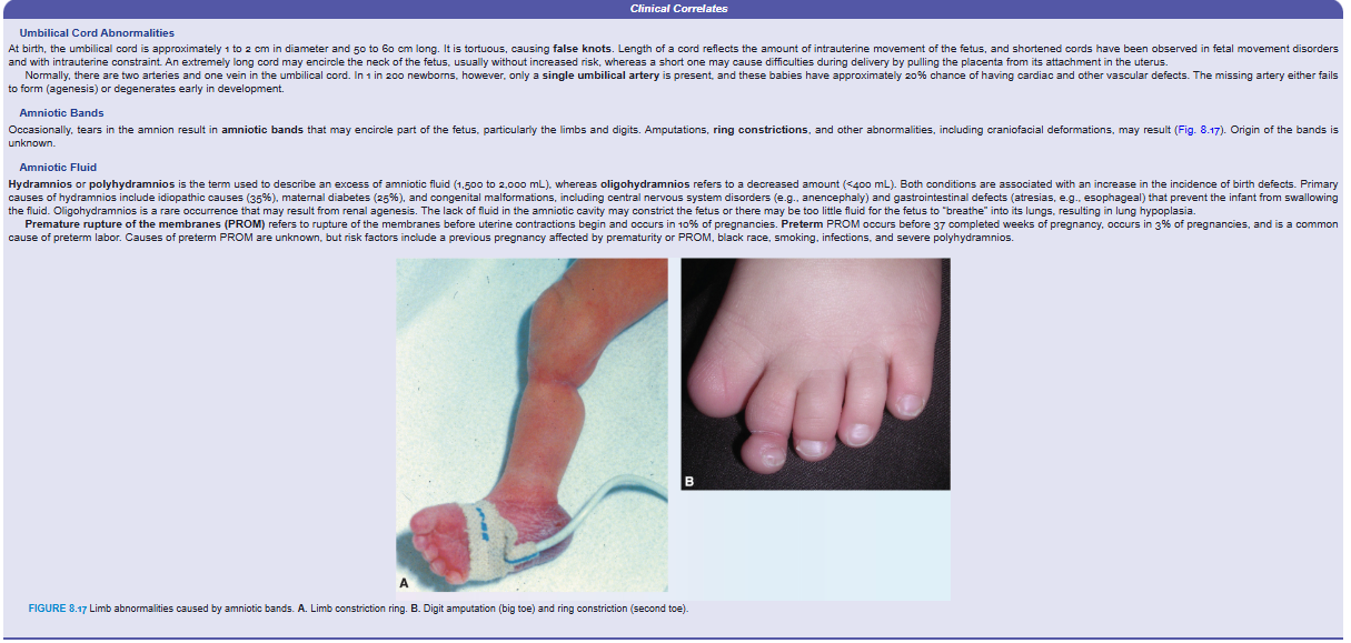 <p>Clinical Correlates</p><p>Umbilical Cord Abnormalities</p><p>At birth, the umbilical cord is approximately 1 to 2 cm in diameter and 50 to 60 cm long. It is tortuous, causing false knots. Length of a cord reflects the amount of intrauterine movement of the fetus, and shortened cords have been observed in fetal movement disorders and with intrauterine constraint. An extremely long cord may encircle the neck of the fetus, usually without increased risk, whereas a short one may cause difficulties during delivery by pulling the placenta from its attachment in the uterus.</p><p>Normally, there are two arteries and one vein in the umbilical cord. In 1 in 200 newborns, however, only a single umbilical artery is present, and these babies have approximately 20% chance of having cardiac and other vascular defects. The missing artery either fails to form (agenesis) or degenerates early in development.</p><p>Amniotic Bands</p><p>Occasionally, tears in the amnion result in amniotic bands that may encircle part of the fetus, particularly the limbs and digits. Amputations, ring constrictions, and other abnormalities, including craniofacial deformations, may result (Fig. 8.17). Origin of the bands is unknown.</p><p>Amniotic Fluid</p><p>Hydramnios or polyhydramnios is the term used to describe an excess of amniotic fluid (1,500 to 2,000 mL), whereas oligohydramnios refers to a decreased amount (<400 mL). Both conditions are associated with an increase in the incidence of birth defects. Primary causes of hydramnios include idiopathic causes (35%), maternal diabetes (25%), and congenital malformations, including central nervous system disorders (e.g., anencephaly) and gastrointestinal defects (atresias, e.g., esophageal) that prevent the infant from swallowing the fluid. Oligohydramnios is a rare occurrence that may result from renal agenesis. The lack of fluid in the amniotic cavity may constrict the fetus or there may be too little fluid for the fetus to “breathe” into its lungs, resulting in lung hypoplasia.</p><p>Premature rupture of the membranes (PROM) refers to rupture of the membranes before uterine contractions begin and occurs in 10% of pregnancies. Preterm PROM occurs before 37 completed weeks of pregnancy, occurs in 3% of pregnancies, and is a common cause of preterm labor. Causes of preterm PROM are unknown, but risk factors include a previous pregnancy affected by prematurity or PROM, black race, smoking, infections, and severe polyhydramnios.</p>