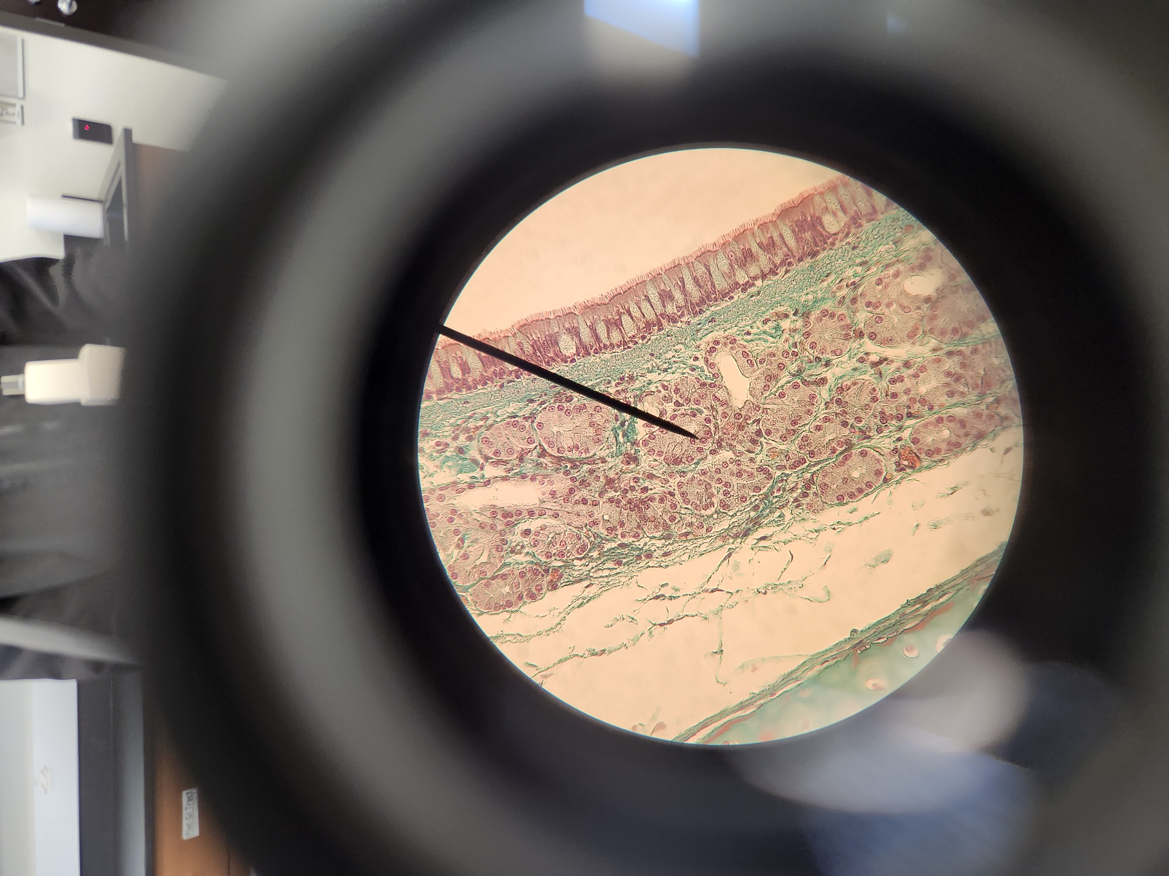<p>[Histology] Function?</p>