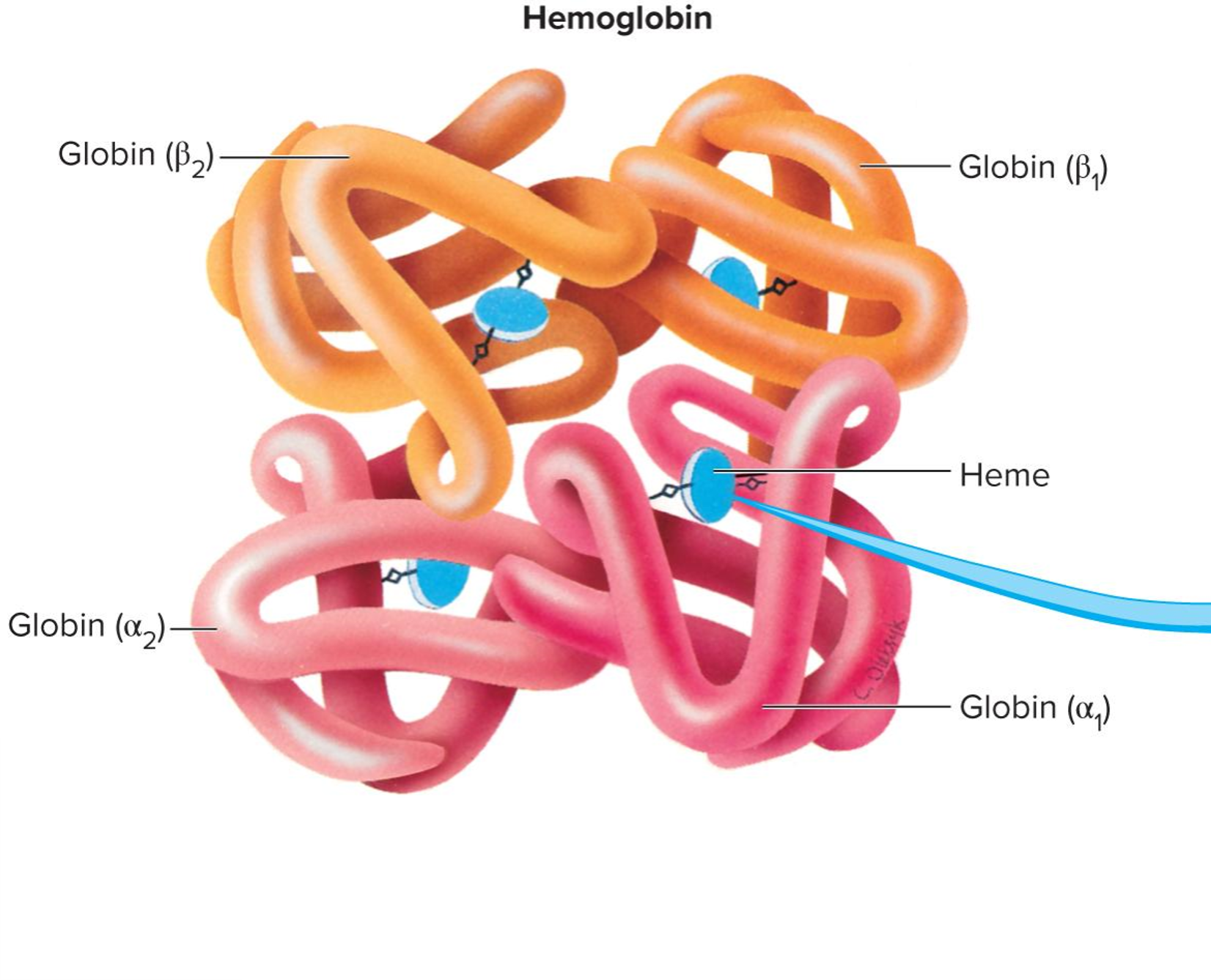 <p>Within each globin, there is an iron-containing group called [term] – the part of the hemoglobin that carries oxygen</p><ul><li><p>1 molecule of oxygen can bind to 1 [term] group</p></li><li><p>4 [term] groups per hemoglobin = max of 4 oxygen molecules per hemoglobin</p></li></ul><p></p>