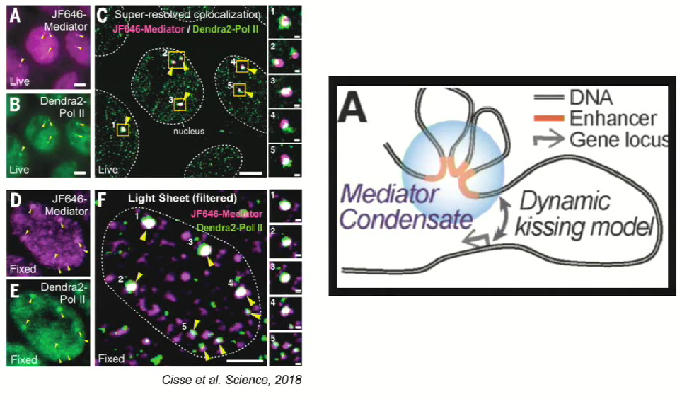 <ul><li><p>Mediator and RNA polymerase II form liquid-like structures in the cell during transcription</p></li><li><p>Shows that a mediator interacts with RNA polymerase II in a dynamic manner (image shows regions where the 2 are together and when they are apart)</p></li><li><p><strong>The dynamic kissing model - In the cell, something is regulating whether the mediator complex and RNA polymerase II will actually come together</strong></p></li><li><p><strong>When they come together, they are acting as the bridge that is associated with active transcription</strong></p></li></ul><p></p>