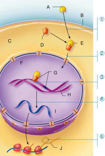 <p>Is this an example of a protein-based or steroid based hormone?</p>