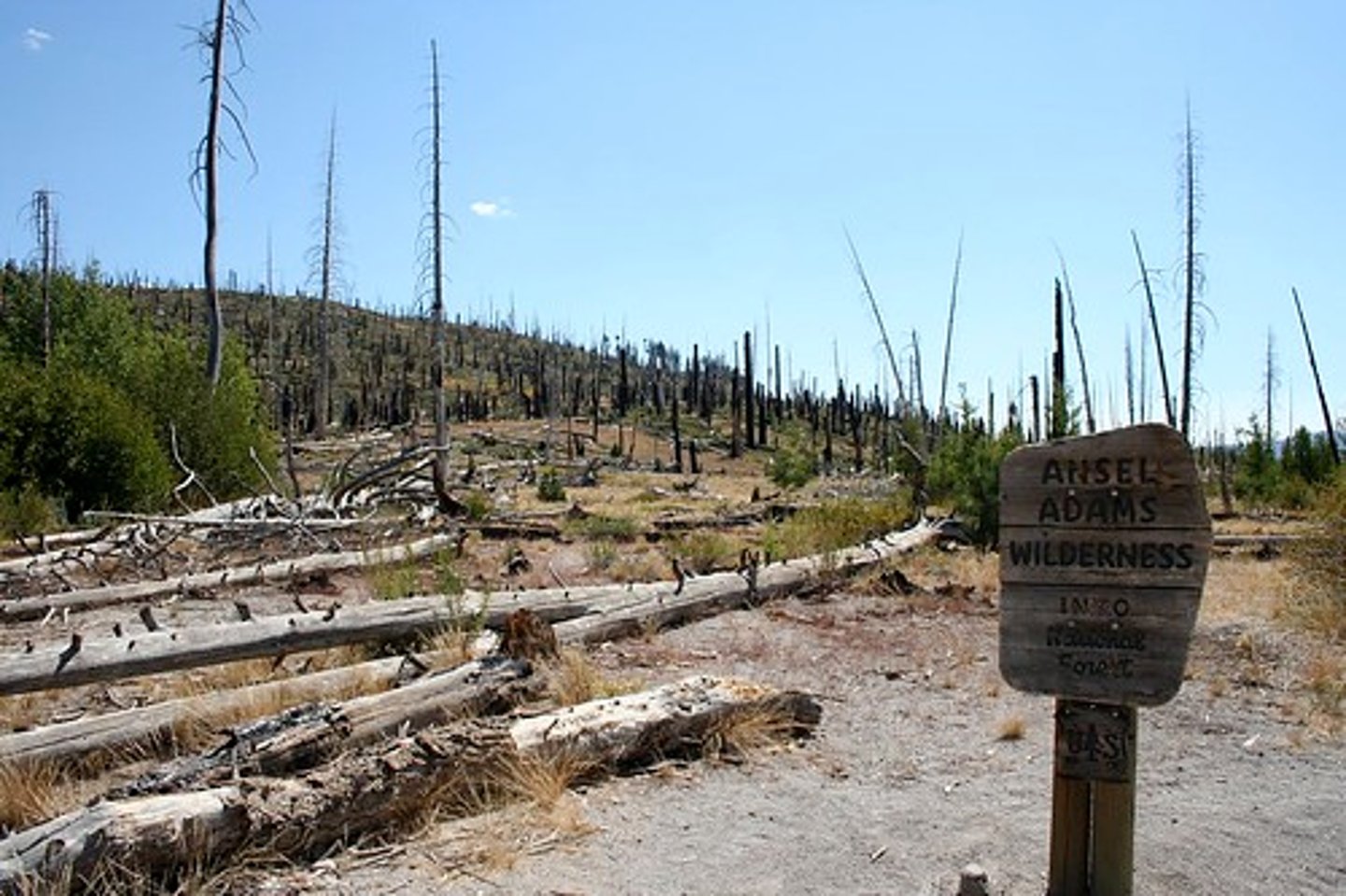 <p>reestablishment of a damaged ecosystem in an area where the soil was left intact</p>