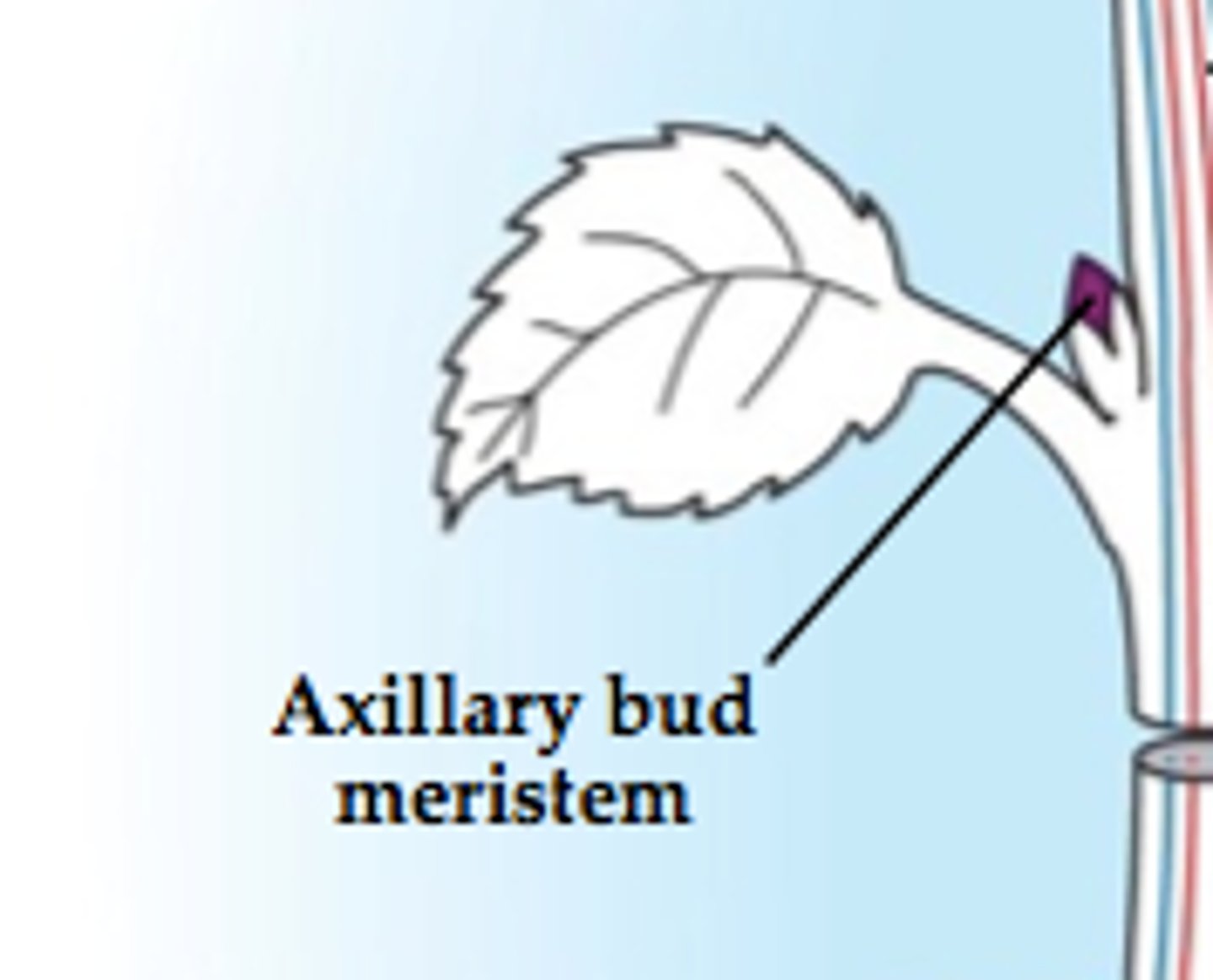 <p>Where leaves and the stem meet</p>
