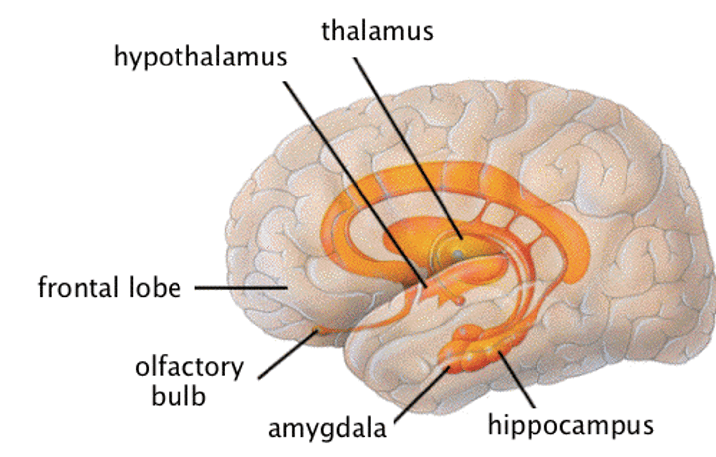 <p>- Bulbo olfatorio <br>- Amígdala <br>- hipocampo <br>- tálamo <br>- hipotálamo</p>