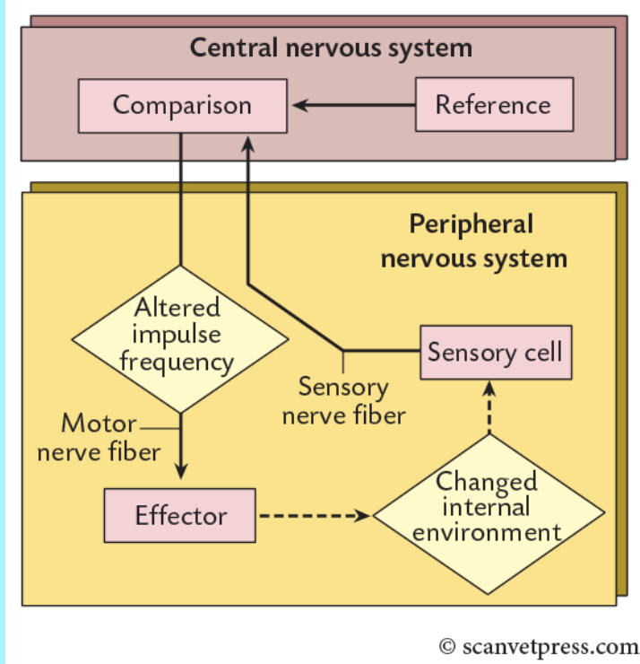 <p>examples are temperature control, water balance, pH of the blood, blood glucose</p><p></p><p><span><span>a control mechanism that reverses a change and restores a system to a stable state</span></span></p>