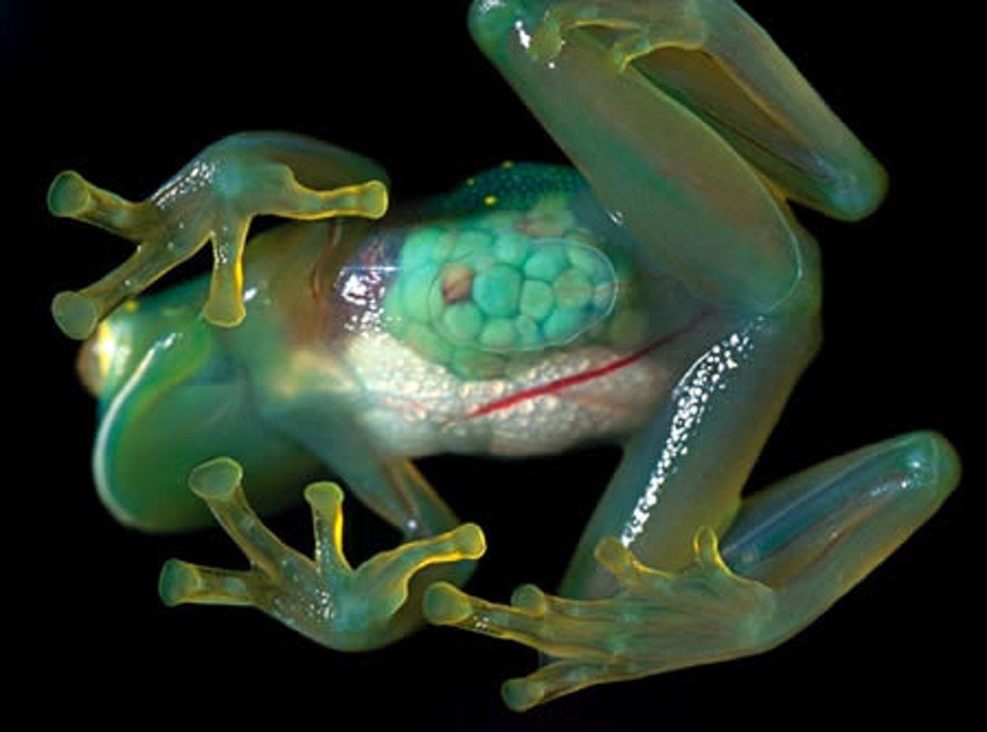 <p>Glass Frogs</p>
