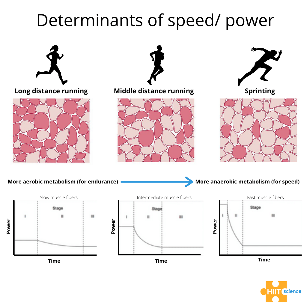 <p>What type of muscle fiber uses oxidative metabolism and has fast twitch?</p>
