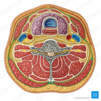 <p><strong>posterior attachment </strong>of <strong>investing layer of deep cervical fascia</strong></p>
