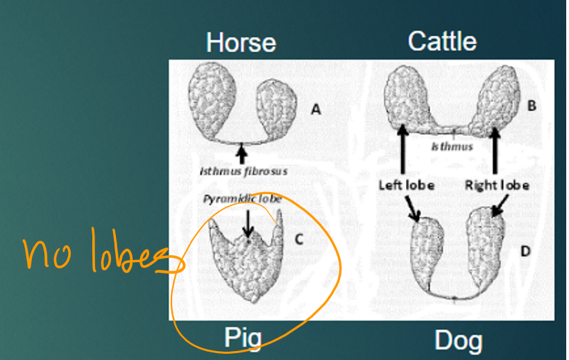 <p>two distinct lobes connected by an “isthmus” </p>