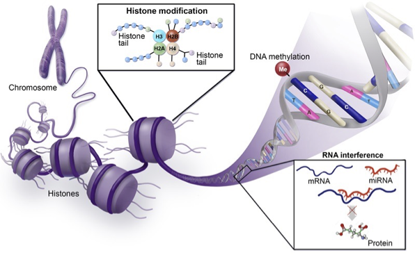 <p>what processes are involved in histone modification </p>