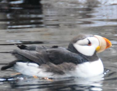 <p>Identify the species shown:&nbsp;</p>