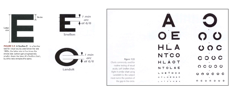 <ul><li><p>beschrijving van gezichtsscherpte bij oogartsen</p><ul><li><p>letters lezen → steeds kleiner worden tot u meerdere fouten maakt</p></li><li><p>gezichtsscherpte 6/6 als u goed ziet</p></li></ul></li><li><p>methode:</p><ul><li><p>set blokletters waarbij letter als geheel 5x zo groot is als componenten waaruit letter bestaat</p></li><li><p>gebruik maken van charts bij testen van visuele resolutie</p></li><li><p>kijker bevindt zich op constante afstand van 6 meter, dan letters van afnemende grootte weergegeven</p></li></ul></li><li><p>gezichtsscherpte uitgedrukt in breuk</p><ul><li><p>6/6 (= 100% visus)</p><ul><li><p>persoon ziet op 6 meter afstand even goed als iemand met normaal zicht</p></li><li><p>visuele hoek → 6/6-letter: bestrijkt hoek van 5 boogminuten (0,083 graden) op oog</p><ul><li><p>elke streep van een 6/6-letter: bestrijkt hoek van 1 boogminuut (= 0,017 graden)</p></li></ul></li><li><p>dus 6/6-letter kunnen lezen → details te onderscheiden die 1 boogminuut bestrijken</p></li></ul></li></ul></li></ul><p></p>