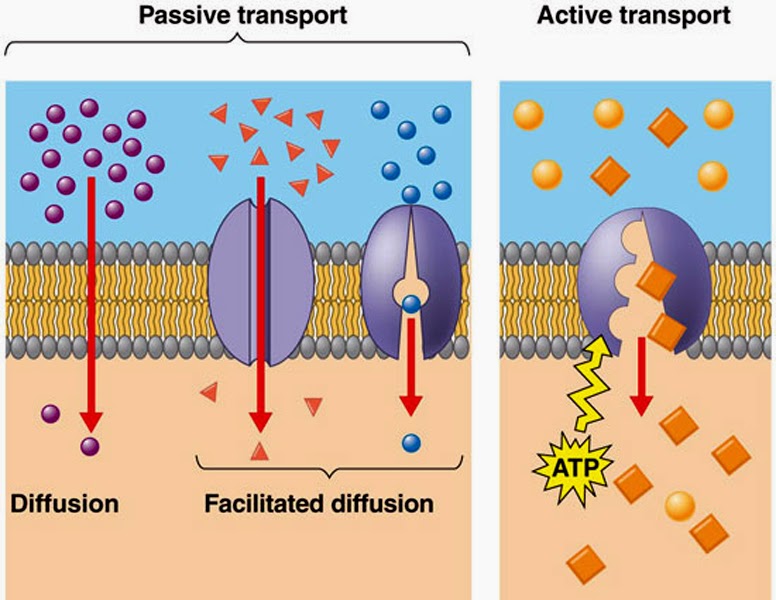 <p>Passive transport (high→low, require no energy)</p><ul><li><p>Facilitated Diffusion</p></li><li><p>Regular Diffusion</p></li><li><p>Osmosis</p></li></ul><p>Active transport (low→high, require energy)</p><ul><li><p>Protein pumps</p></li><li><p>endocytosis</p></li><li><p>exocytosis</p></li></ul>
