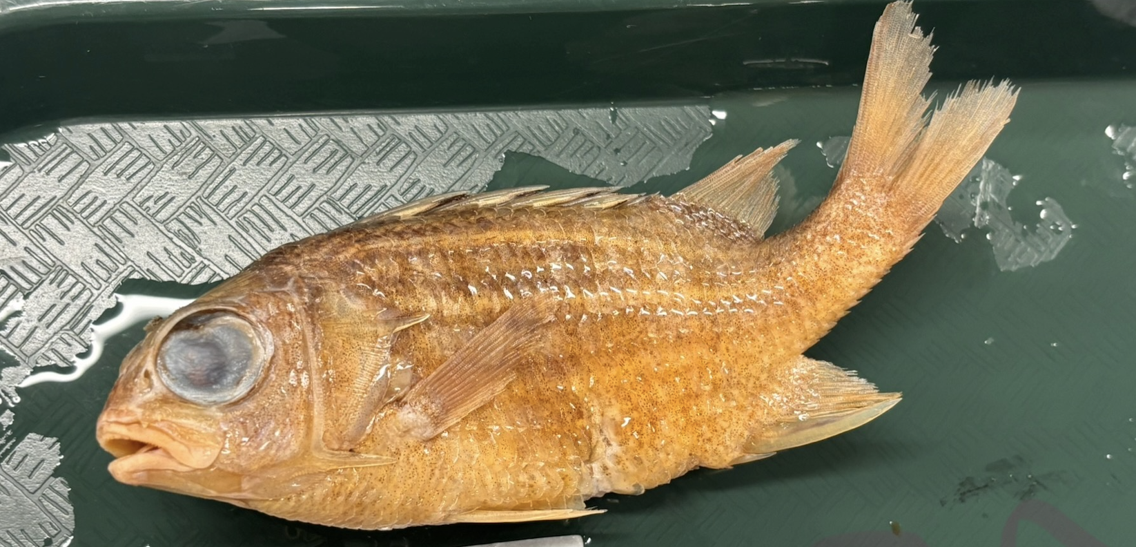 <p>Holocentridae</p>