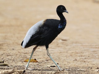<p>Gray-winged Trumpeter</p>