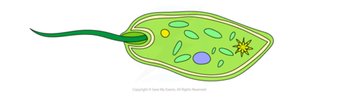 <p>- Similar structure to cilia</p><p>- Made of longer microtubules</p>